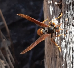 Polistes buyssoni