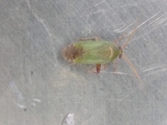 Miyamotolygus rufilorum