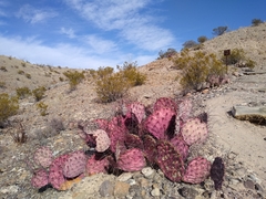 Opuntia azurea diplopurpurea