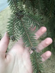 Picea