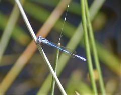 Austrocoenagrion lyelli