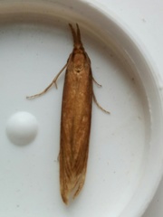 Donacaula albicostellus