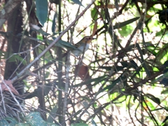 Poecilotriccus plumbeiceps