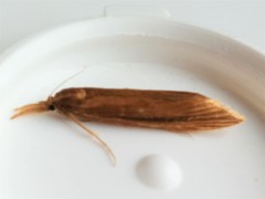 Donacaula albicostellus