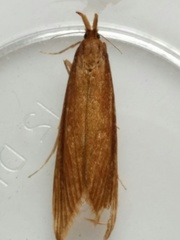 Donacaula albicostellus