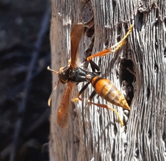 Polistes buyssoni