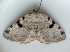 Macaria subcessaria