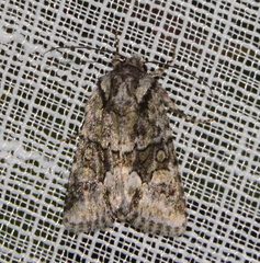 Lacinipolia olivacea