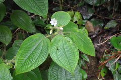 Miconia octona