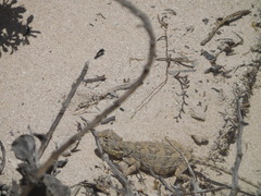 Tympanocryptis petersi