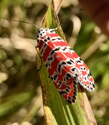 Pico Cobre