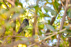 Cynanthus latirostris