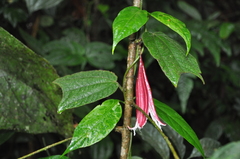 Passiflora costaricensis