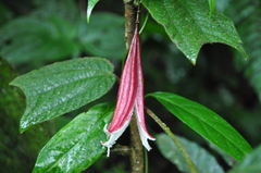 Passiflora costaricensis
