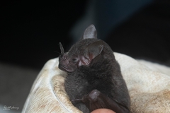 Carollia subrufa
