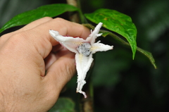 Passiflora costaricensis