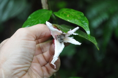 Passiflora costaricensis