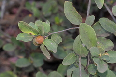 Petalostigma