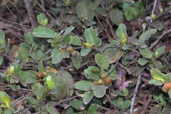 Petalostigma