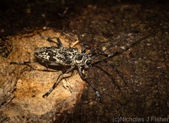 Demonassa marmorata