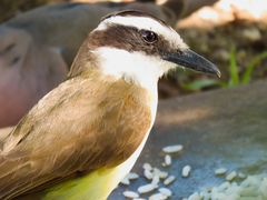 Pitangus sulphuratus