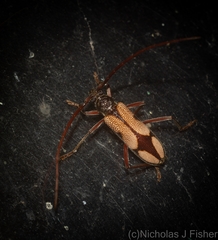 Phoracantha mitchelli