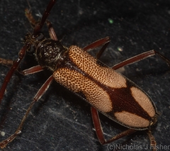 Phoracantha mitchelli