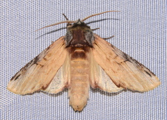 Ianassa pallida