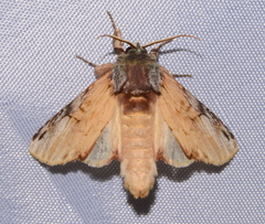 Ianassa pallida