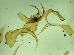 Campylium bambergeri