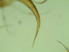Campylium bambergeri