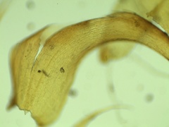 Campylium bambergeri