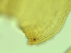 Campylium bambergeri