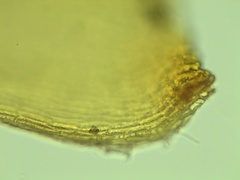 Campylium bambergeri