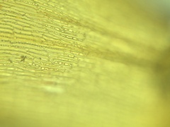 Campylium bambergeri