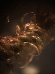 Campylium bambergeri