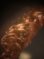 Campylium bambergeri