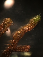 Campylium bambergeri
