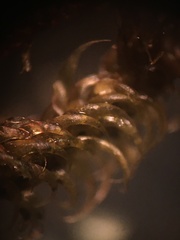 Campylium bambergeri