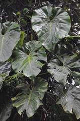 Philodendron llanense