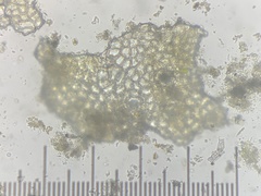 Austropuccinia psidii