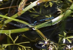 Austrocoenagrion lyelli