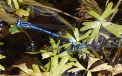 Austrocoenagrion lyelli