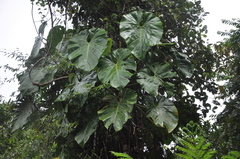 Philodendron llanense