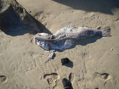 Totoaba macdonaldi