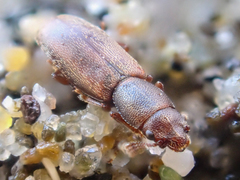 Phyconomus marinus