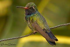 Cynanthus latirostris