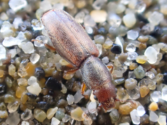 Phyconomus marinus