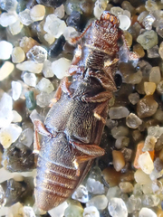 Phyconomus marinus