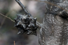 Callitris endlicheri